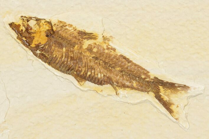 Detailed Fossil Fish (Knightia) - Wyoming #186496